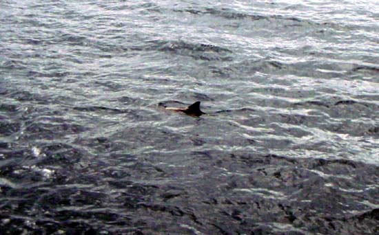 lone dolphin