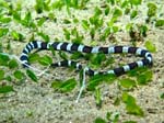 garter sea snake? photo by Kin Soon Cheong