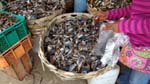dried fish in the market