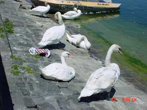 swans