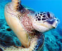picture lifted from http://www.divebums.com