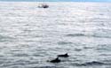 Dolphin Watching in Bais