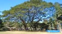 this is actually a cluster of 3 mature trees resembling an Acacia tree of the Philippines. Imagine to have your house right at the center of those trees!