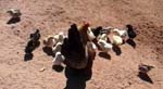 can you count how many chicks this hen has? the most I've ever seen