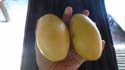 the two mangoes Ms. Cheat gave me