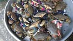 crabs, shellfish and seafood are aplenty in Sa Dec