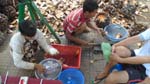 water coconuts are bountiful and cheap