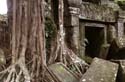 it's hard to imagine Ta Prohm without  the trees