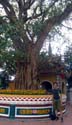 at a Bodhi tree from the same genetic line from where Gautama Buddha meditated in attaining enlightenment. This tree was a gift from Indian president Rajendra Prasat in 1959