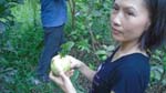 Tuyen gets her favorite fruit - guava