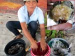 sea urchin vendor P100/bucket - she'll clean it!