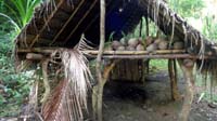 dried coconuts for planting near the cave