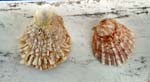 the shell on the left...very ornate. not sure if it's an evolutionary marvel, or a genetic mutation, or simply a deseased shell