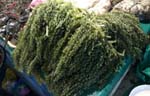 humongous sea weed at P160/kilo