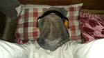 long sleeve shirt, mesh clothing on my face and ear muffs before going to sleep...against noise and mosquitos