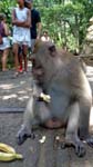 monkeys are the rock stars here...they are given more food by tourists than they can handle