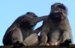 The Wild Monkeys of the Sacred Monkey Forest Sanctuary