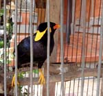this Myna bird at Taman Hati talks and laughs