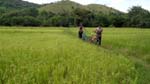 across rice paddies