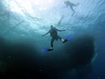 Scuba Diving through the  Sardine Bowl