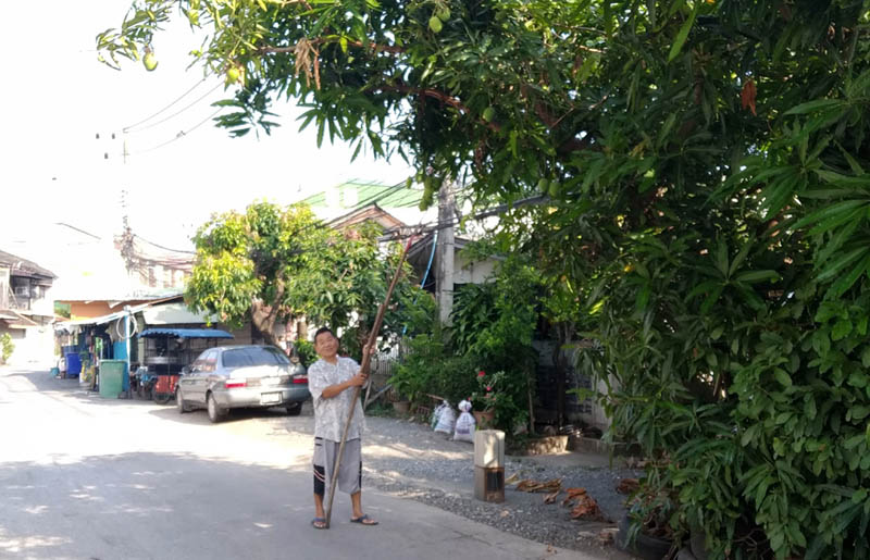 man picking up mangoes from a tree
