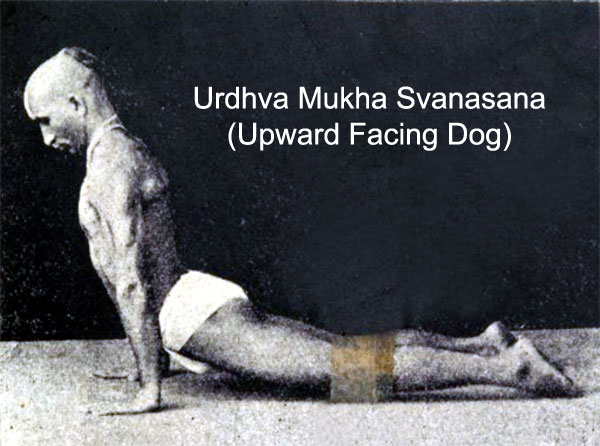 Urdhva Mukha Svanasana