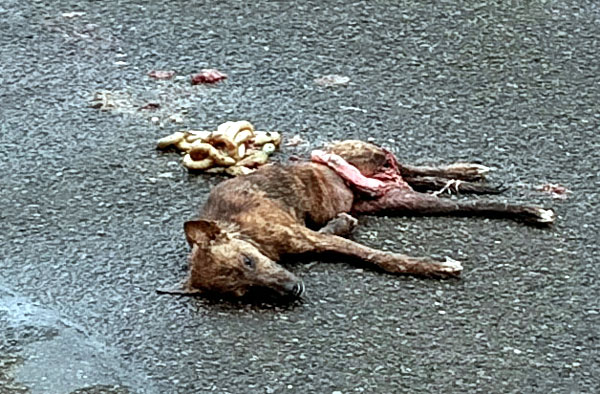 Road Kill Dog