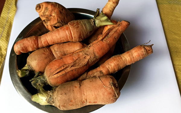 Backyard Organic Carrots