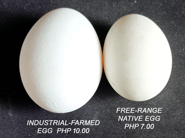Native Eggs vs Industrial-Farmed Eggs
