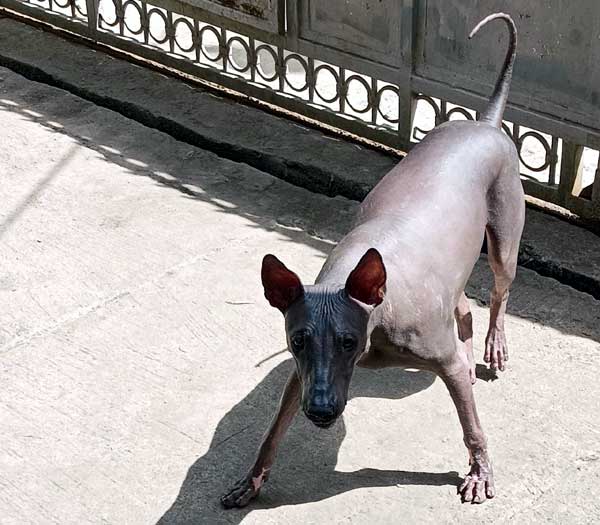 Hairless Dog