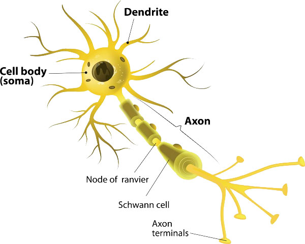 Neurons