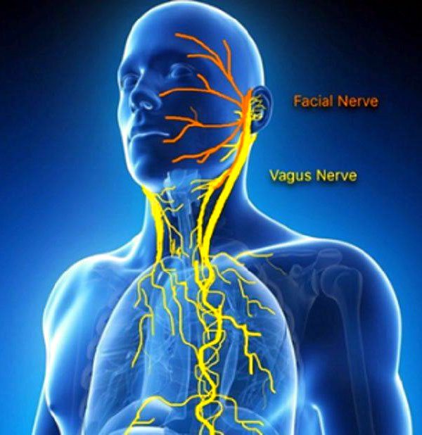 Vagus nerve